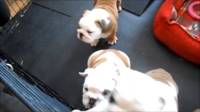 Golden Rose English Bulldogs Puppies 20