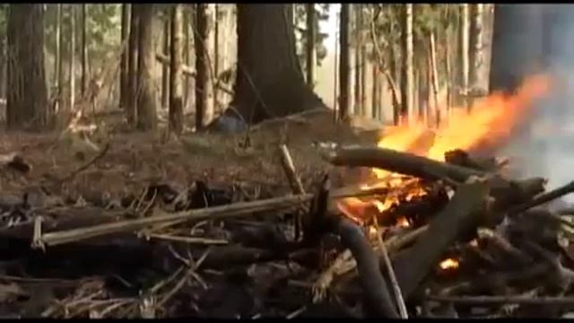 Чем богаты  леса Прикамья  Пожары ВЕТТА