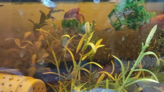 потеря одного флоридского рака🦞😥