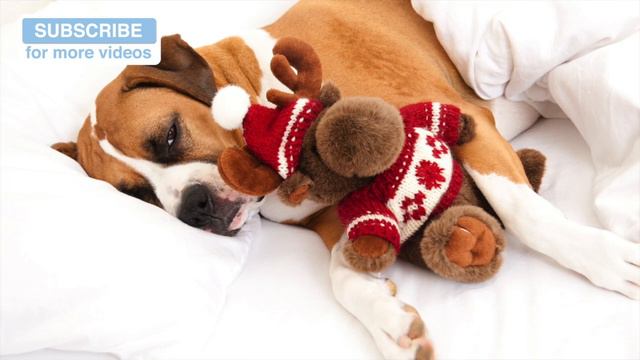 Separation Anxiety in Dogs - This Music Will Help!
