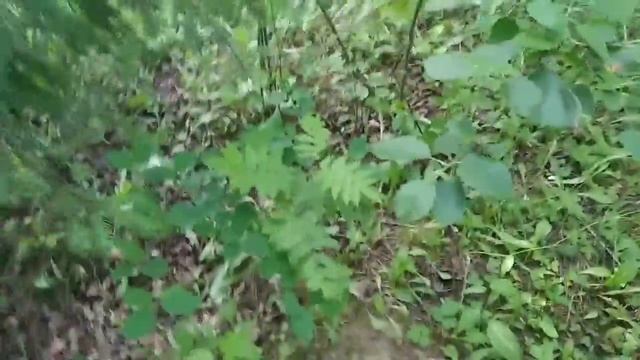 Поляны свинушек + подберёзовик | В поисках грибов.