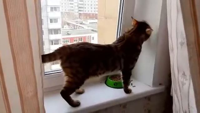 Мираторг , кот оценил