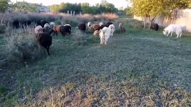 Необычное гнездо ? / Вечерний выпас овец ? /Козлята играют
