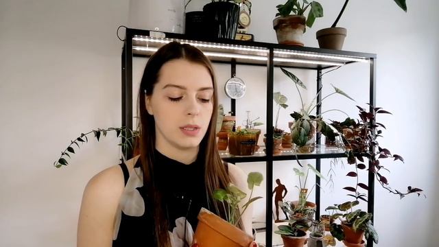 Łatwe rośliny kolekcjonerskie🌿, czyli moja kolekcja Syngonium 🌱