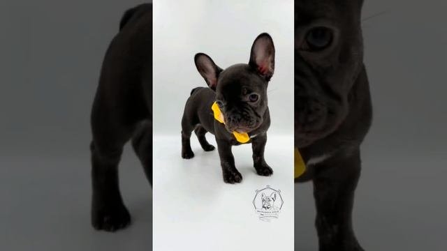 Черная жемчужина ?(французский бульдог) смотрите до конца