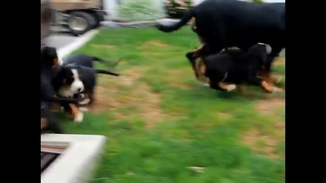 Greater Swiss Mountain Dog Puppies For Sale