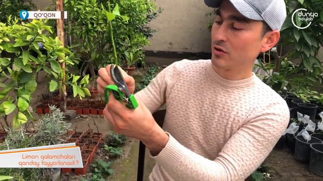 Лимонни кўпайтириш усуллари. Способ размножения лимона