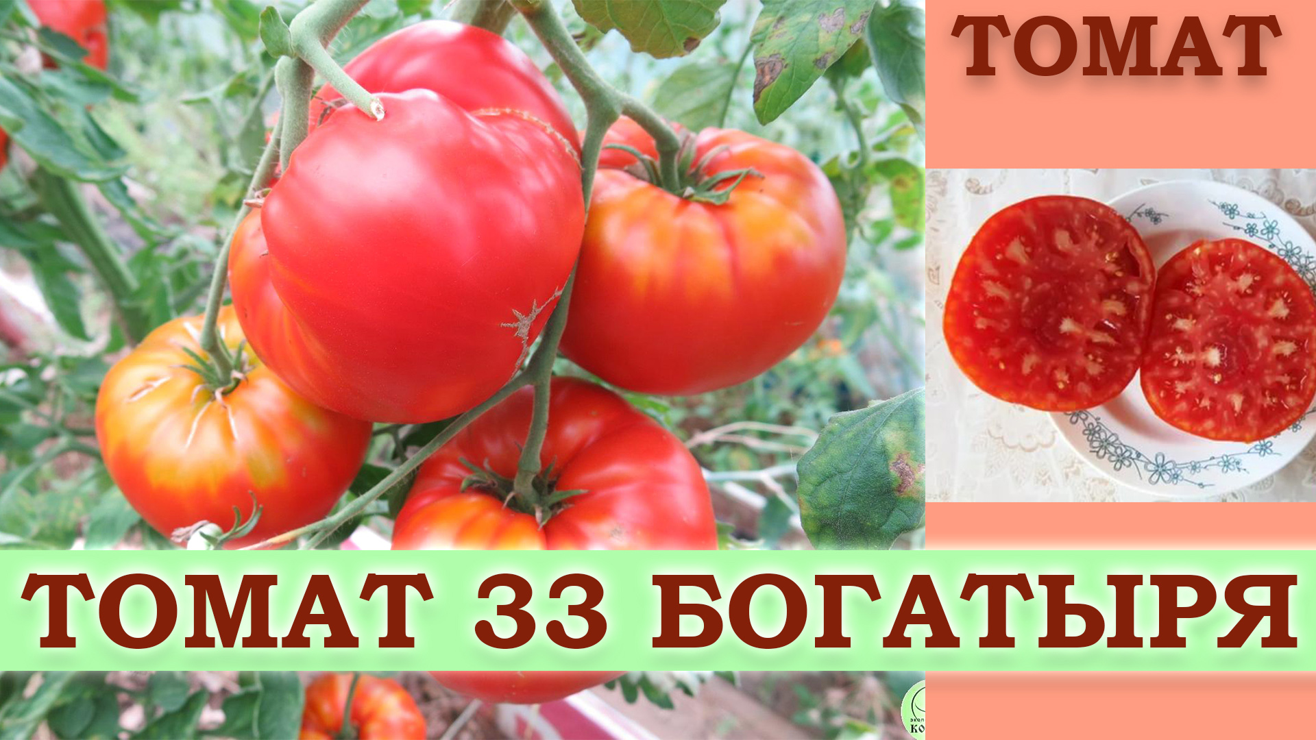 33 Богатыря томат описание