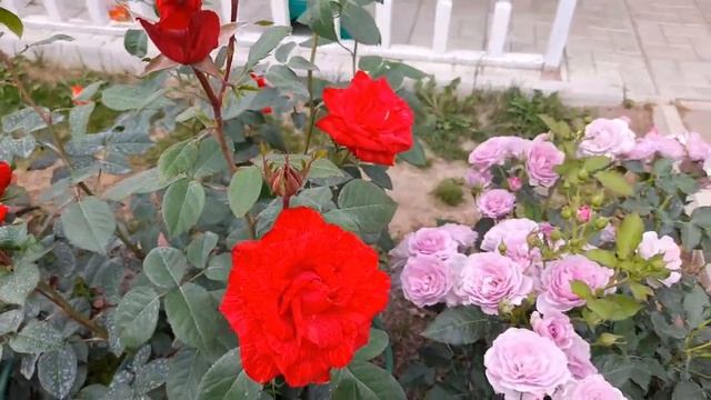 Роза Ред интуишн и другие розы в моем саду!.mp4