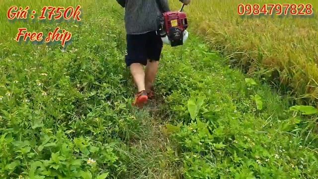 Test máy cắt cỏ giá rẻ Honda GX35 hàng liên doanh Thái Lan