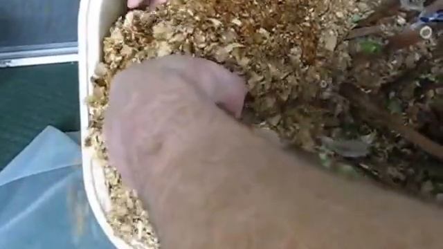 Виноград Байконур. Плохое окоренение