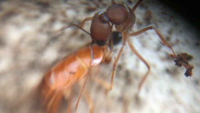 Harpegnathos saltator спустя месяц после заселения. Первые личинки и кокон.