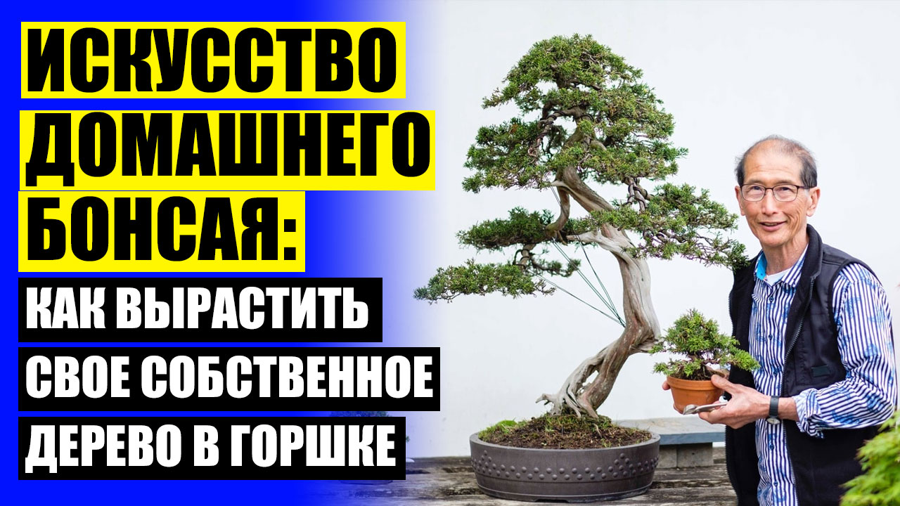 Напольные растения для офиса 🚫 Авито комнатные растения москва купить ⚫