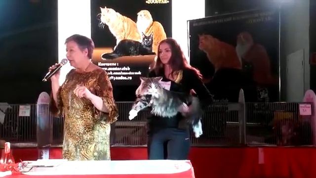 Норвежский лесной кот Viking On Fashion Peak, выставка кошек 8-9 марта, Новосибирск