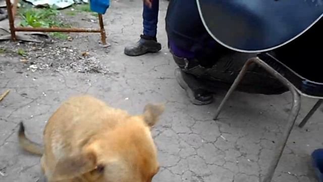 Миша Багинский   Славное