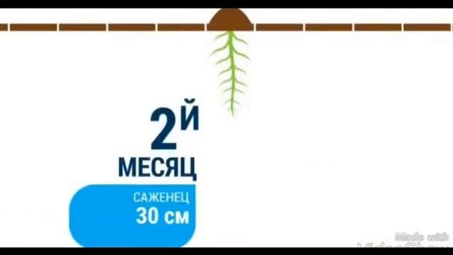 Вы часто спрашиваете что такое Павловния?? Смотрите?