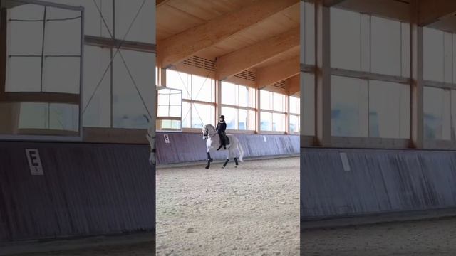 а где вы тренируетесь зимой? #конныйспорт #лошади #рекомендации #выездка