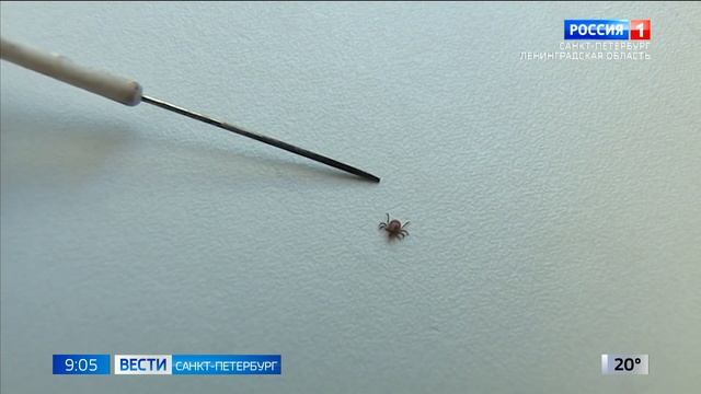 В Больнице Боткина ежедневно проводят до сотни анализов на энцефалит и боррелиоз