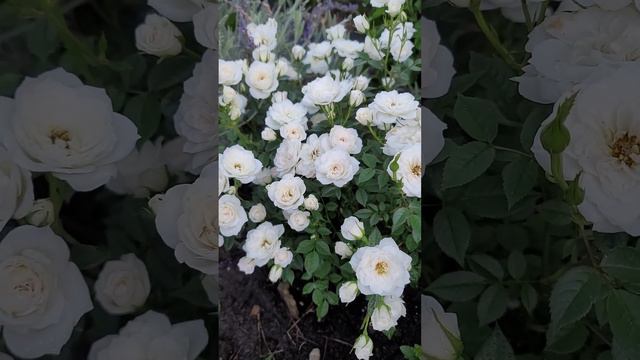 Белые розы цветут. 🌹