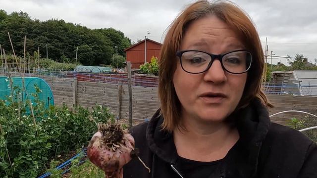 MEGA Issues! Again On The Allotment. Allium Problems