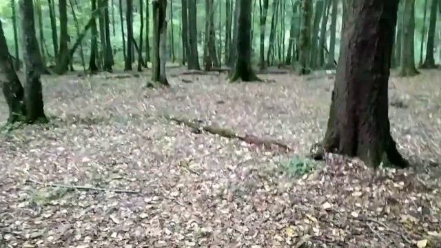 Калининград. Чкаловск. Джигурда.