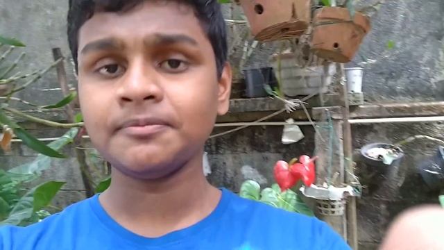 Sony Xperia 10 mark ii Review in Sinhala -  ඇත්තටම වැඩ්ඩෙක්ද ? ?