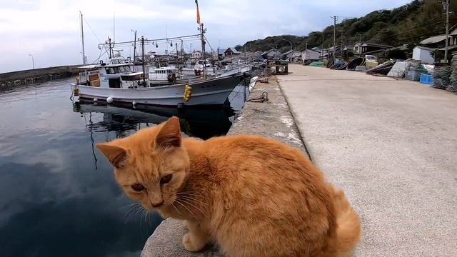 漁港付近をウロウロ遊び回る子猫達と戯れる