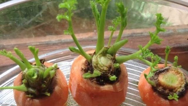 НЕ ВЫБРАСЫВАЙТЕ очистки! Из очистков легко можно вырастить вкусные овощи и зелень