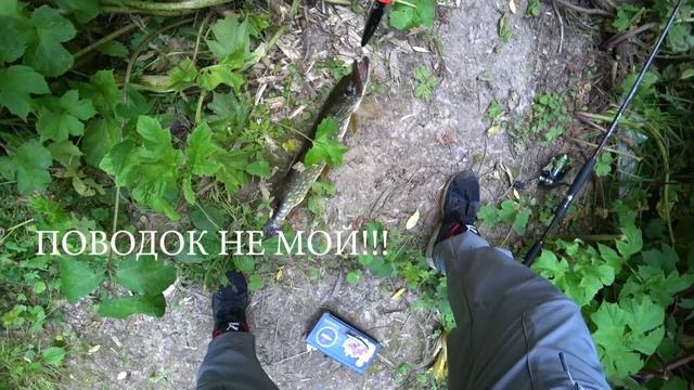 Рыбалка летом на ПОППЕР. Ловля щуки в ТРАВЕ.