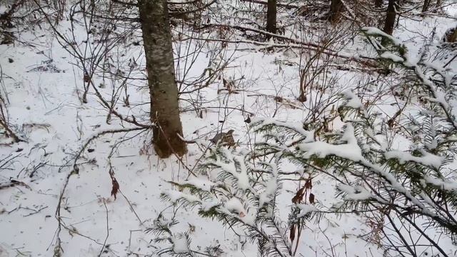 Рябчик на 80 метров дробью 3 номера!