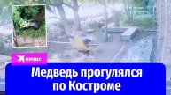 Сотрудники МЧС выловили гулявшего по Костроме медведя