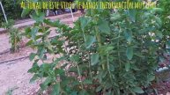 ESTEVIA REBAUDIANA + TIPOS DE EDULCORANTES CON ESTEVIÓSIDOS + ÍNDICES GLUCÉMICOS Y OTROS ENDULZANTE
