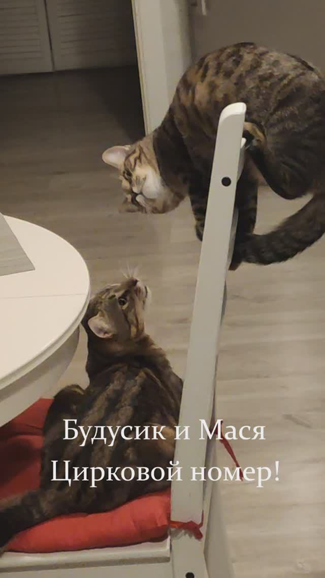 Кошачий цирк. Бусик и Мася.