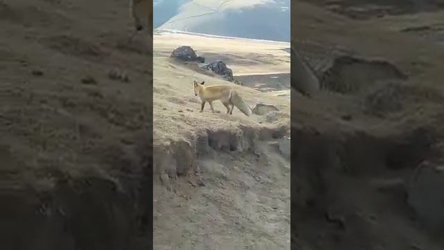 На северном приэльбрусье встреча с тотемным животным