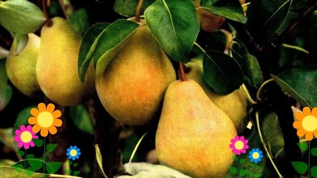 Груша плодовая Валентина Valentina. Краткий обзор описание характеристик где купить саженцы