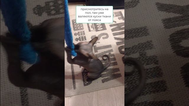 Канадский сфинкс опять дерётся
