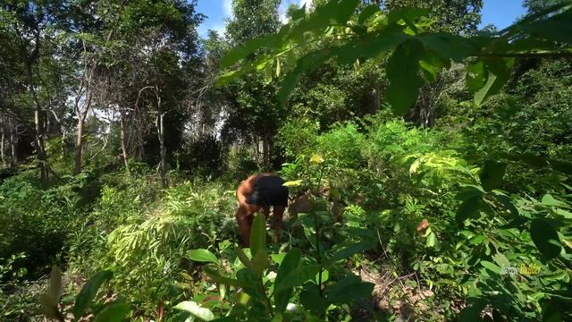 Build Incredible Fastest Wooden House Method with Grass Roof