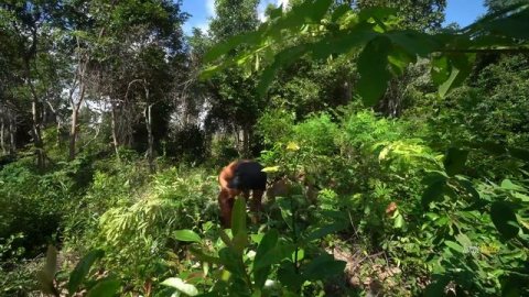 Build Incredible Fastest Wooden House Method with Grass Roof