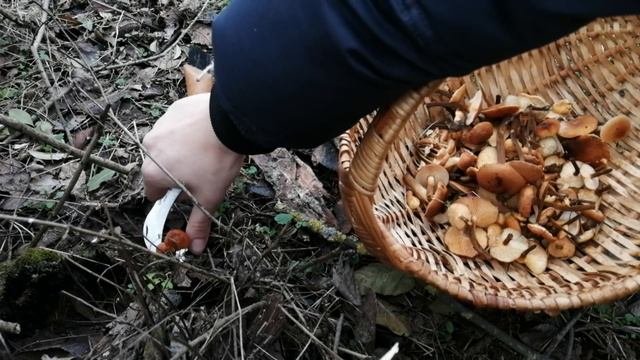 Опята и их места произрастания зимой