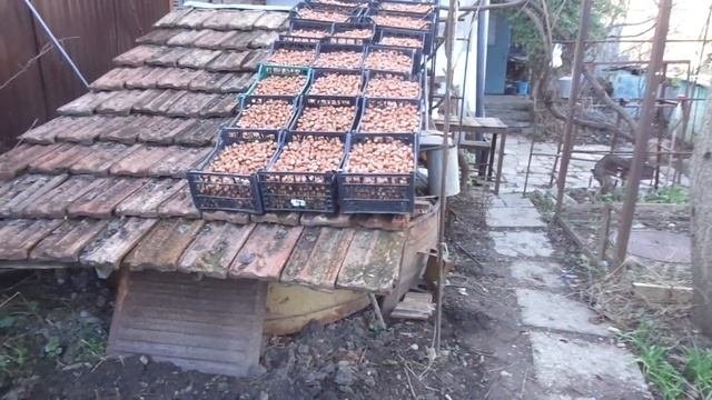 Урожай 22г. Лещину в каждый сад. С дорогами становится лучше