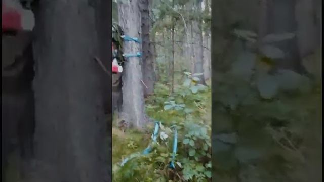 ШишКотРяс