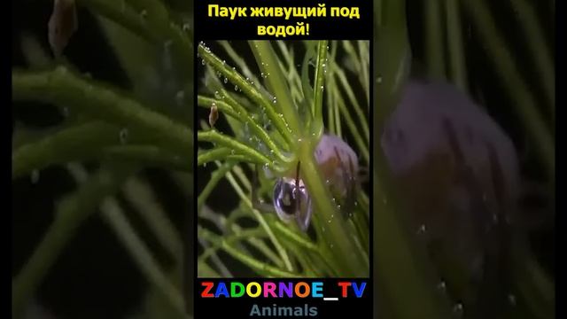 Паук живущий под водой!