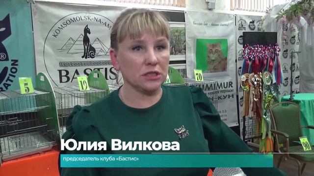 Почти сотню кошек представили на выставке в музее изобразительных искусств Комсомольска