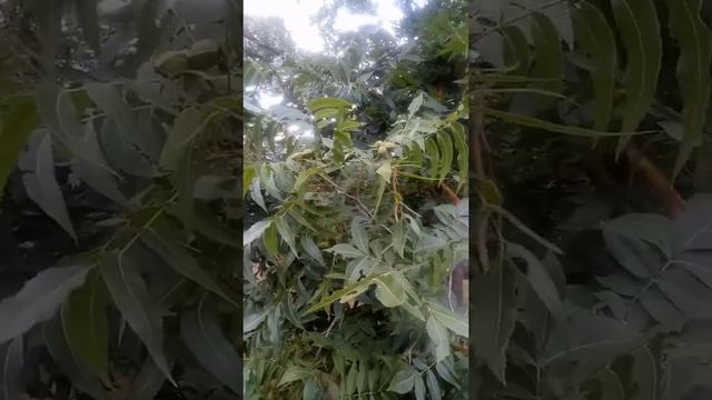 Плодоношення горіха пекана - частина друга