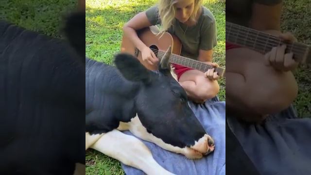 Корова засыпает под гитару