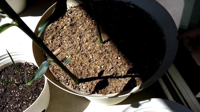 Sprouting Ginger in Towels vs Water, Days 80-86