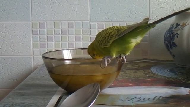 Волнистый попугайчик кушает суп.mp4