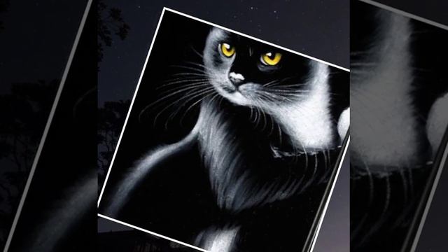 Чёрные кошки.