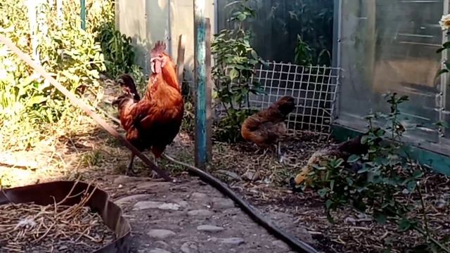 Порода кур Лакеданзи.