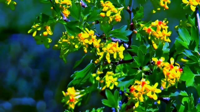 Meditation Music Relax Mind Body | Relaxing Music |Sleep Study Therapy Healing Spa Zen Feeling
